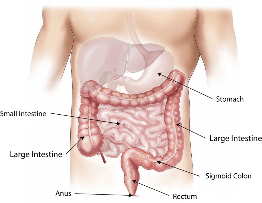how to clean your stomach and intestines naturally