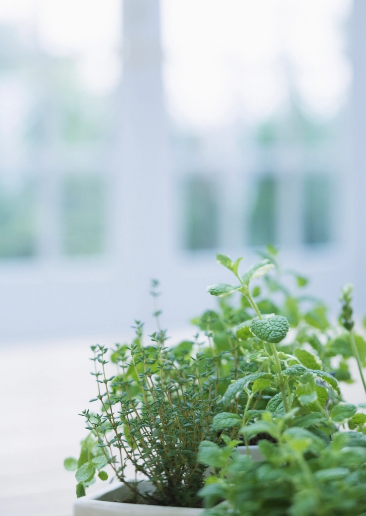 Herbs Grow On Window-Sill